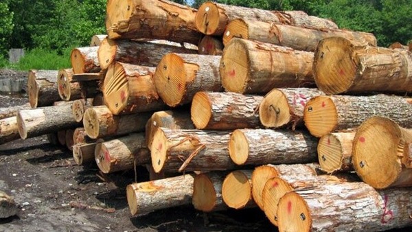 کشف ۱۰ تن چوب قاچاق در تویسرکان