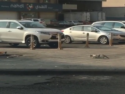 پرش به موقع گربه برای شکار کبوتر