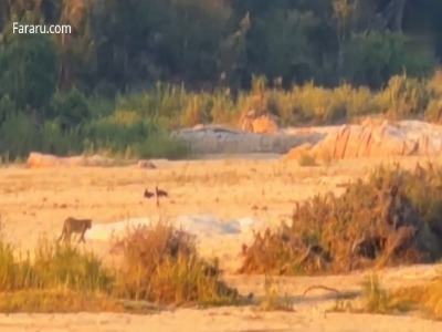 پلنگ در برابر دو گورکن عسلخوار کم آورد!