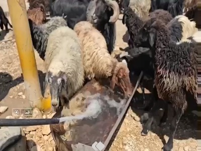 فیلم/ تلف شدن ٩٠ راس دام در شهر قره بلاغ فساى فارس