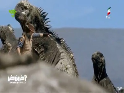 نکته های جالب از هم زیستی خرچنگ ها و ایگوانا ها!