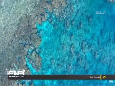 این ماهی بادکنکی با یک خونه، دل همسرش رو به دست میاره!