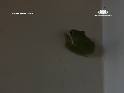 نور شبتاب در دل قورباغه!