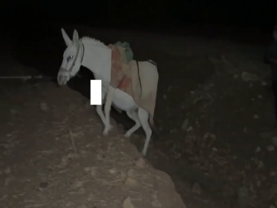 قاچاق شیر با الاغ در تاریکی شب