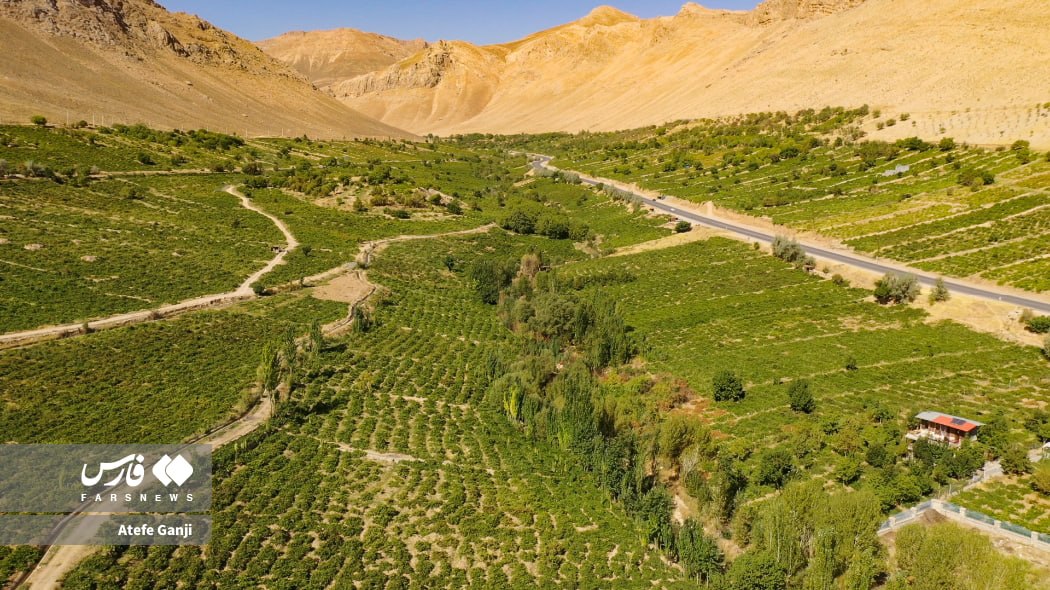 جشن برداشت انگور در دامنۀ زاگرس