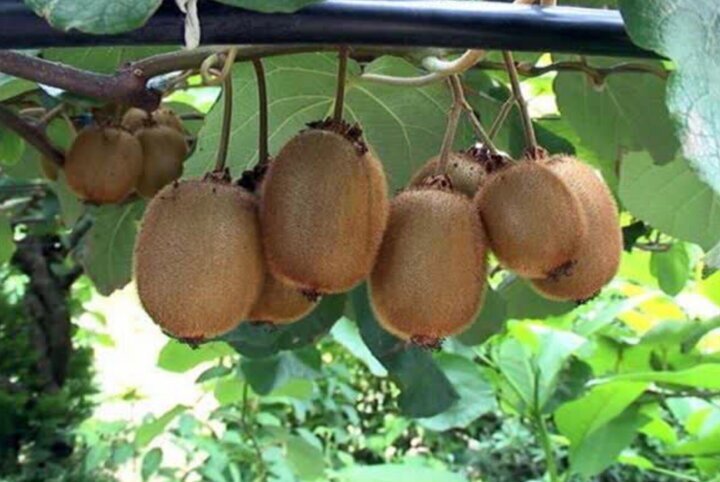 صادرات ۶۰۰۰ تن کیوی و نارنگی از مازندران