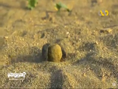 معظلات سوسک ها و نگهداری از تخم هایشان در جای امن!