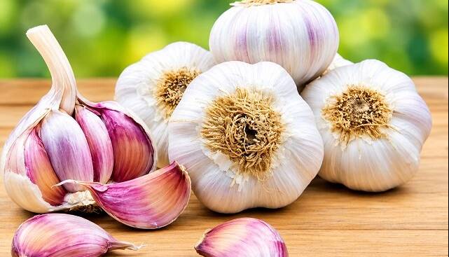 از خواص ضدمیکروبی تا حفاظت از قلب؛ علم درباره سیر چه میگوید؟