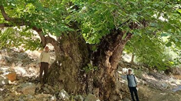 ثبت ملی کهنترین درخت گردوی ایران در لرستان
