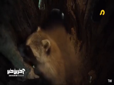 مار بازی شیطنت آمیز بچه راکون ها!