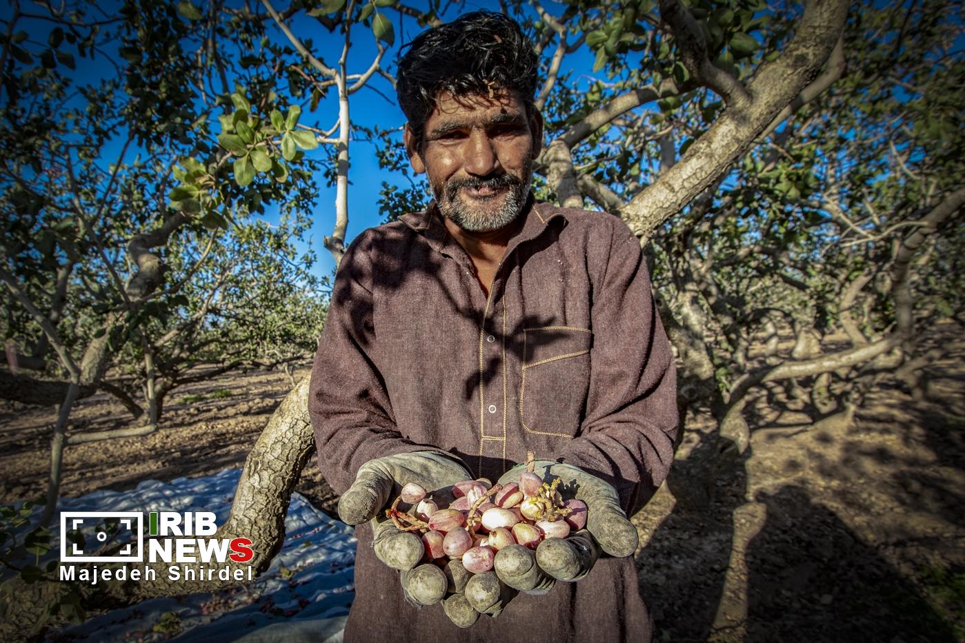 عکس/فصلِ رسیدن، فصلِ چیدن و برداشت پسته در زرندیه