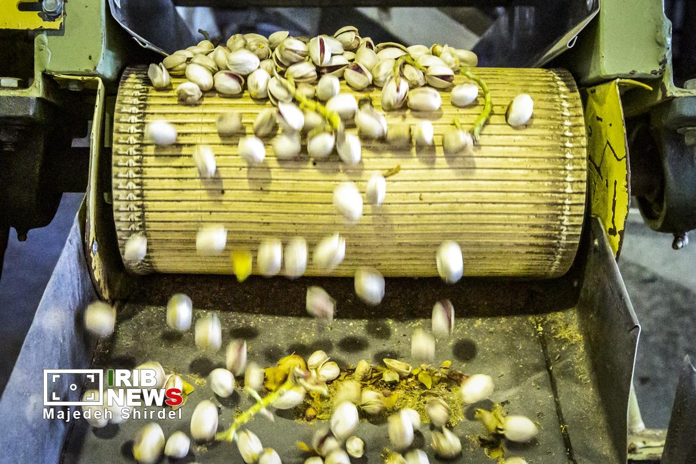عکس/فصلِ رسیدن، فصلِ چیدن و برداشت پسته در زرندیه