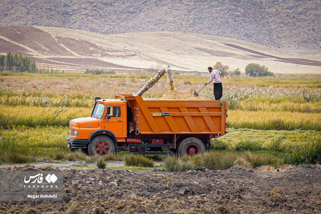 برداشت برنج از شالیزارهای لرستان