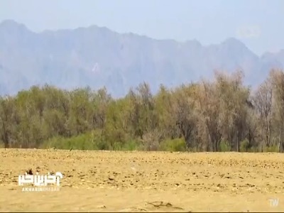 شتههایی که برای خود نگهبان دارند