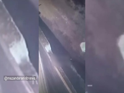مشاهده پلنگ در نوشهر؛ محیط زیست هشدار داد