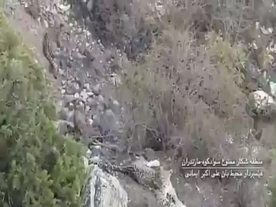 تصاویر کمنظیری از یک پلنگ مادر و سه تولهی سرحالش در بلندیهای سوادکوه