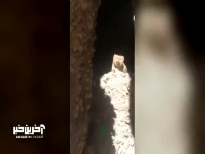 رصد گربه مرموز پالاس در شمال سرخه در استان سمنان