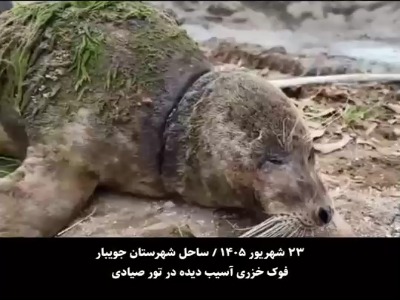 تصاویری دیدنی از مراحل درمان و رهاسازی فوک خزری