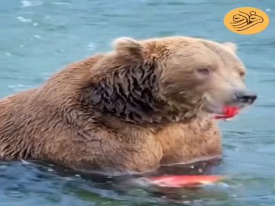 پوست سالمون، لقمه چرب خرس قهوهای