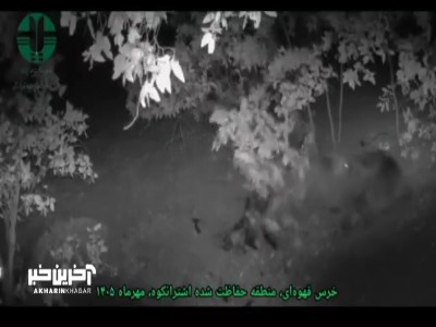مشاهده ۷ قلاده خرس قهوهای در لرستان