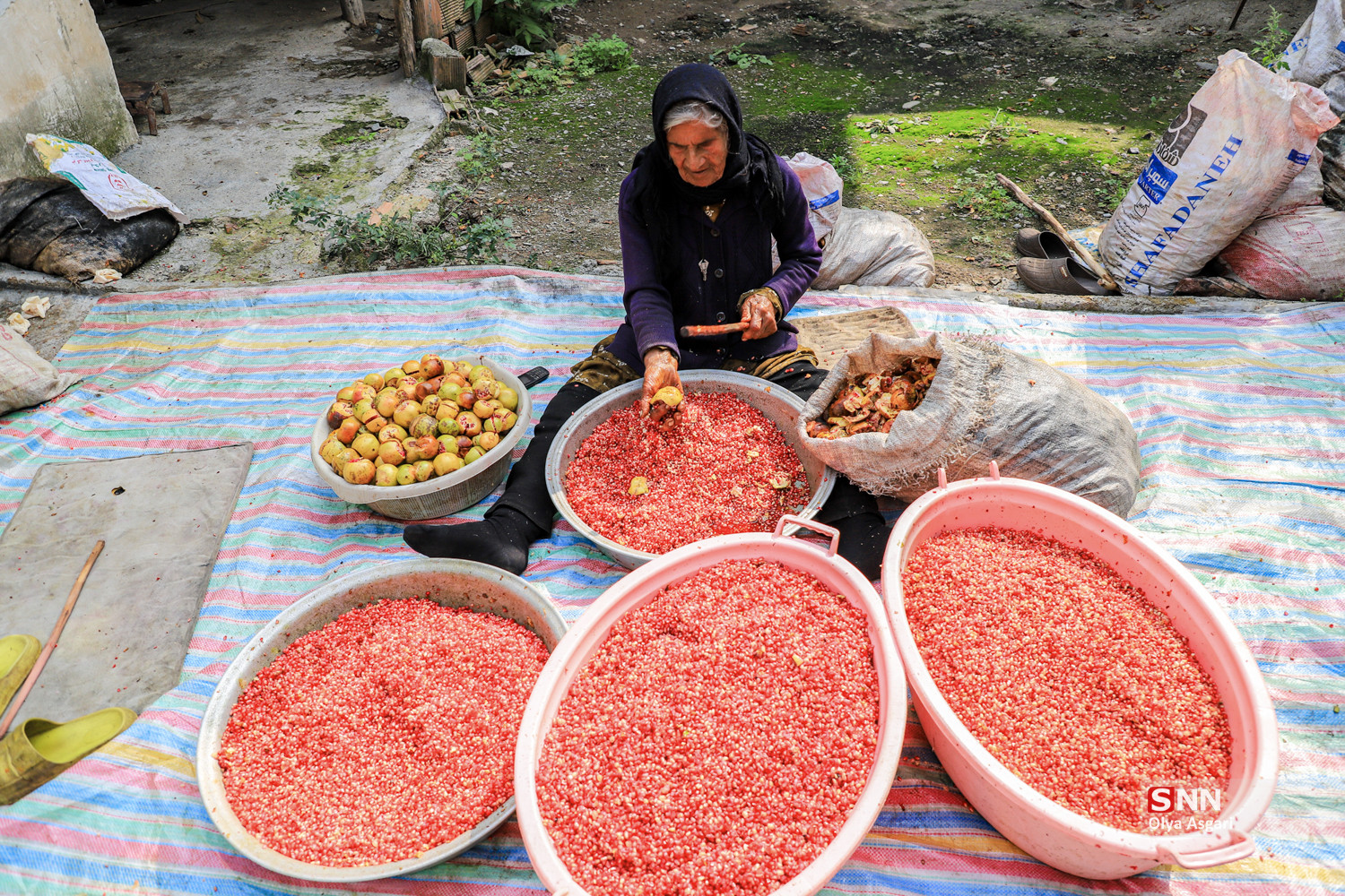 رسم «اِنار دِله کانی» در روستای بالاجاده کردکوی