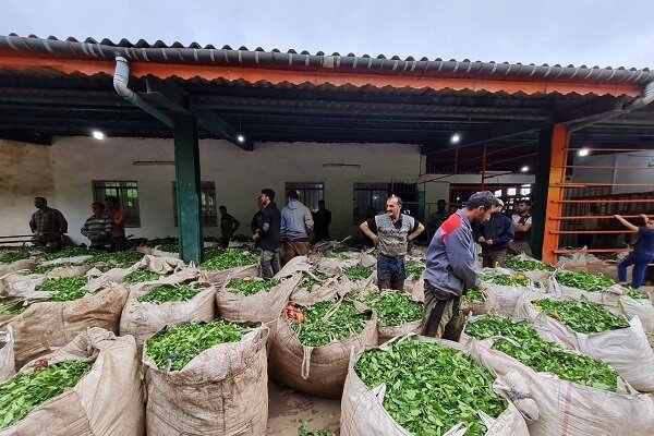 تمدید مهلت خرید تضمینی برگ سبز چای به مدت ۵ روز