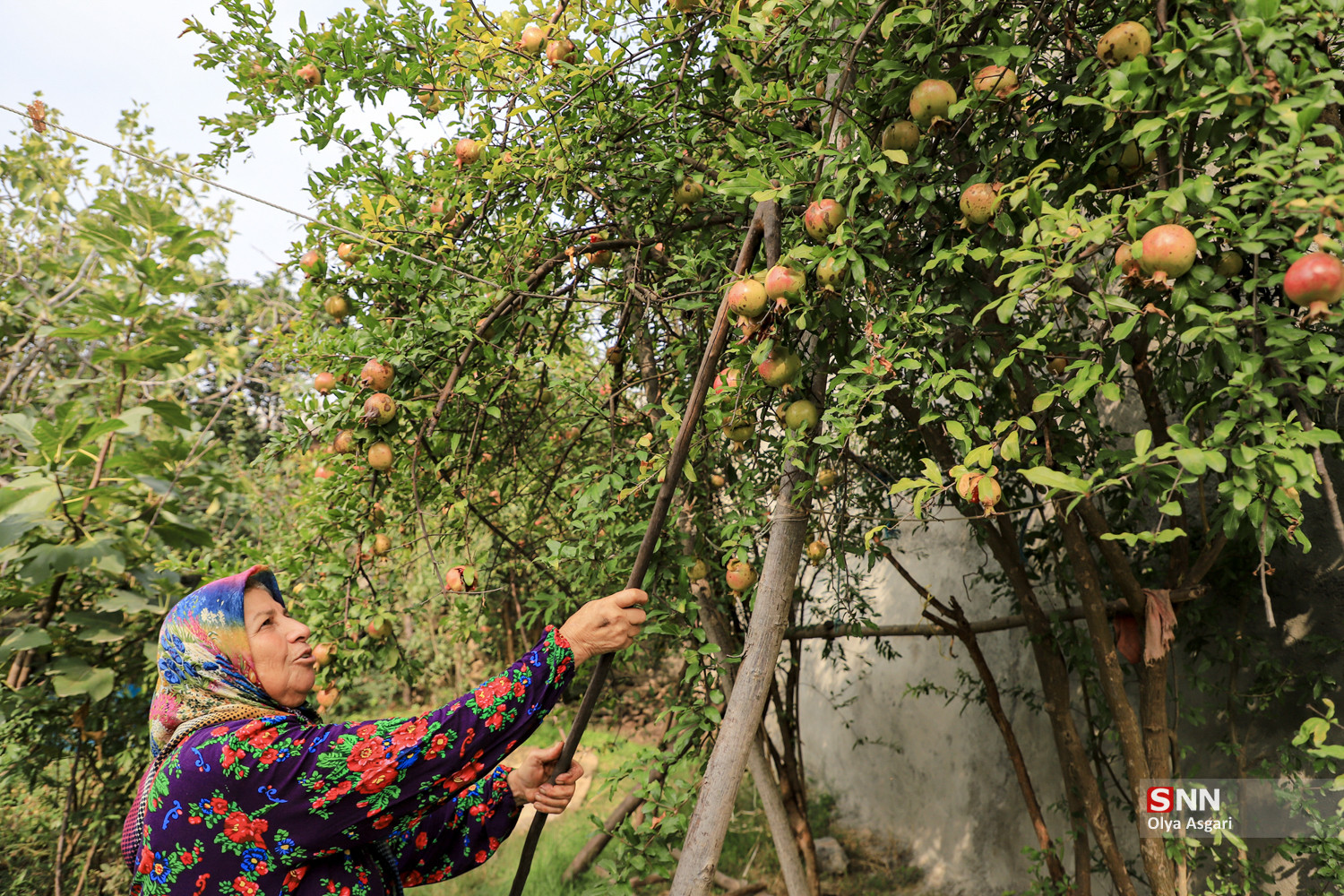 رسم «اِنار دِله کانی» در روستای بالاجاده کردکوی