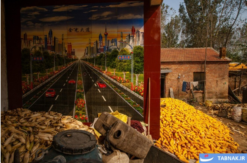برداشت ذرت در روستاهای چین