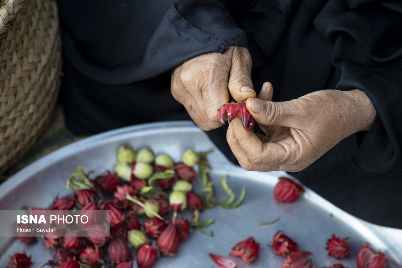 برداشت چای ترش در روستای علوه