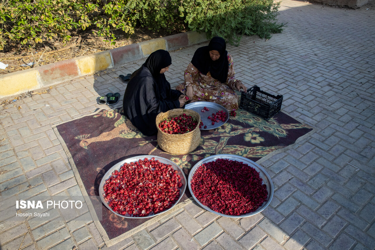 برداشت چای ترش در روستای علوه