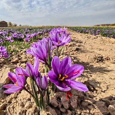 کاهش ۴۰ درصدی صادرات زعفران در ۶ ماهه نخست امسال