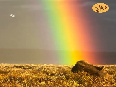 گوزن شمالی در قاب رنگینکمان