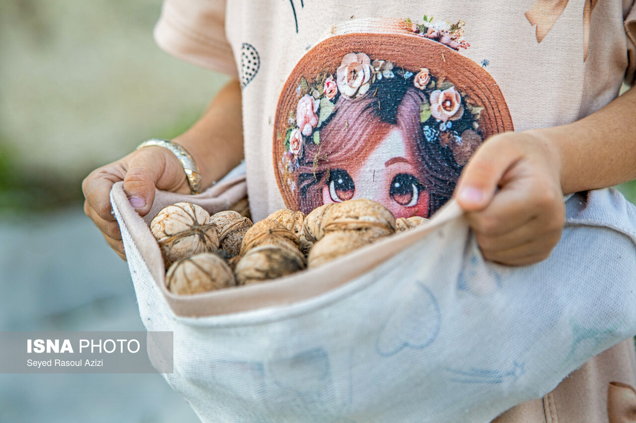 عکس/کلات نادری؛ قطب تولید گردوی خراسان رضوی