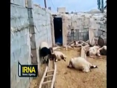 حمله گرگها به آغل گوسفندان در تجره خوانسار؛ ۲۵ رأس گوسفند تلف شدند
