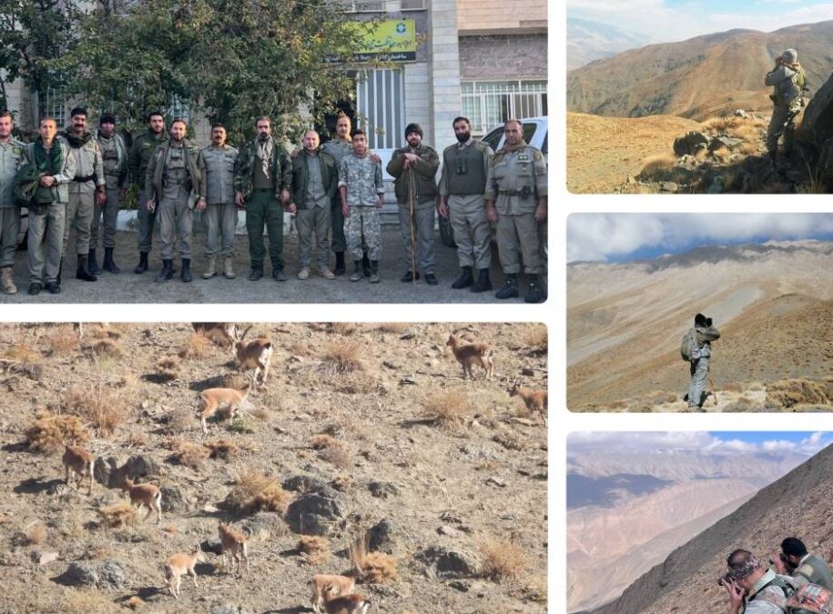 آغاز سرشماری گونه های شاخص حیات وحش در استان تهران