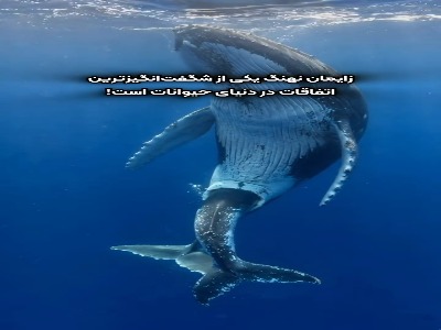 چند حقیقت جالب دربارهٔ تولد نهنگها